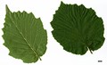SpeciesSub: var. pontica